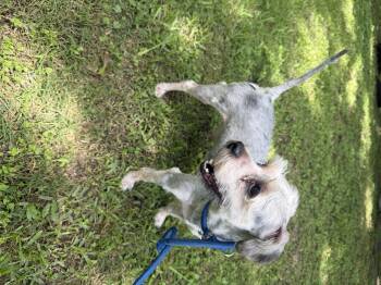 Shih Tzu Dogs Available for Adoption in Louise, Texas - Tobby | PetCurious