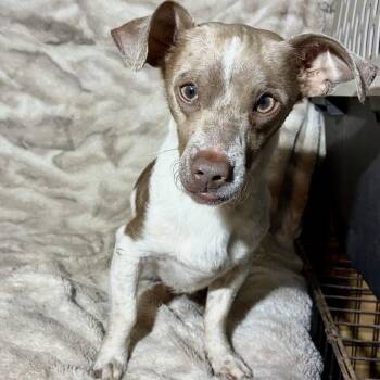 Groot -  Chihuahua and Mixed Breed Dog for Adoption in Pelham, New Hampshire - Groot | PetCurious