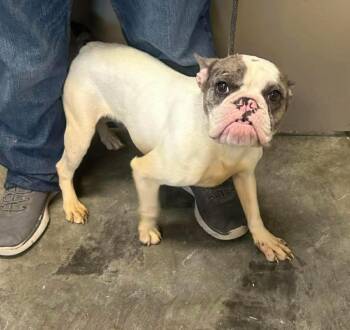 French Bulldog Dogs Available for Adoption - Merlot | PetCurious
