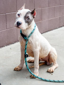 Rescue Mixed Breed Dogs for Adoption in Chamblee, Georgia - Tofilla - IN FOSTER | PetCurious