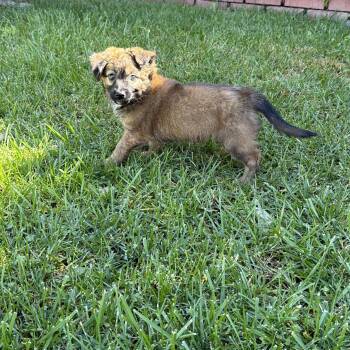 Cocker Spaniel Dogs Available for Adoption - Olivia  | PetCurious