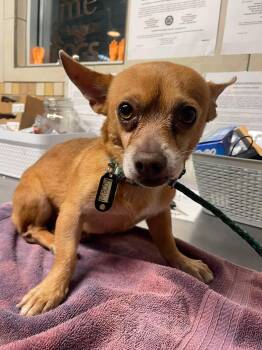 McCoy -  Chihuahua Dog for Adoption in Phoenix, Arizona - McCoy | PetCurious