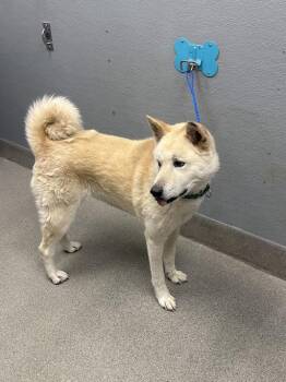 LEXI -  Siberian Husky and Mixed Breed Dog for Adoption in Las Vegas, Nevada - LEXI | PetCurious