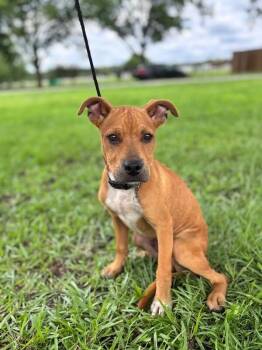 Sampson -  Labrador Retriever and Mixed Breed Dog for Adoption in Aiken, South Carolina - Sampson | PetCurious
