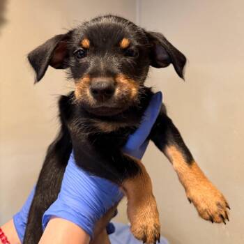 IVHS-Stray-144411 -  Rottweiler and Terrier Dog for Adoption in San Gabriel, California - IVHS-Stray-144411 | PetCurious