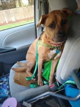 Mingy Gee -  Mixed Breed Dog for Adoption in Chamblee, Georgia - Mingy Gee | PetCurious