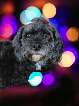 Rescue Cavalier King Charles Spaniel and Poodle Dogs for Adoption in Elizabethtown, Pennsylvania - Ace The Man! | PetCurious