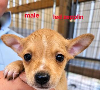 Led zepplin -  Mixed Breed Dog for Adoption in Panama City, Florida - Led Zepplin | PetCurious
