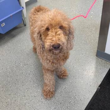 Dexter -  Standard Poodle and None Dog for Adoption in Galax, Virginia - Dexter | PetCurious