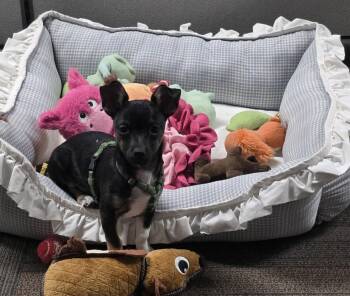 Bean -  Chihuahua Dog for Adoption in Littleton, Colorado - Bean | PetCurious