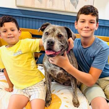 Clover Good Luck Girl -  Boxer and Pit Bull Terrier Dog for Adoption in Friendswood, Texas - Clover Good Luck Girl | PetCurious