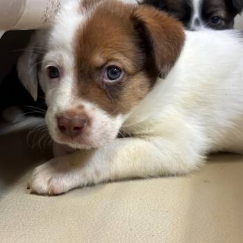 FWT Shenzi (Shayla) -  Australian Shepherd and Mixed Breed Dog for Adoption in Midland, Texas - FWT Shenzi (Shayla) | PetCurious