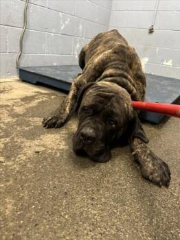 Rescue Mastiff Dogs for Adoption in Woodland, California - *PINE | PetCurious