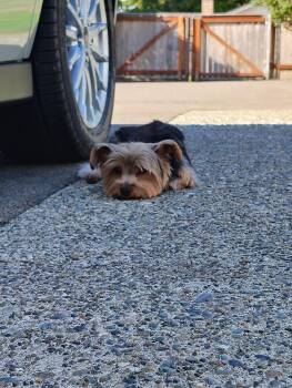 Joey -  Yorkshire Terrier Dog for Adoption in Blacksburg, Virginia - Joey | PetCurious