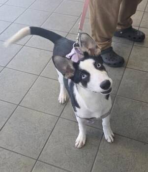 Husky Dogs Available for Adoption - SKY | PetCurious