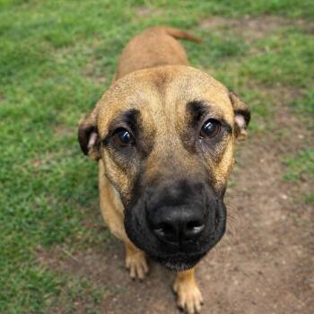 Dewey -  Mastiff and Mixed Breed Dog for Adoption in Springfield, Missouri - Dewey | PetCurious
