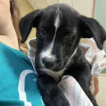 Frank Castle -  Mixed Breed Dog for Adoption in Merriam, Kansas - Frank Castle | PetCurious