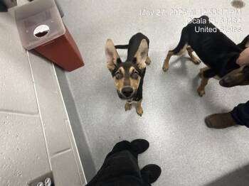 A383130 -  German Shepherd Dog Dog Available for Adoption in Ocala, Florida - A383130 | PetCurious