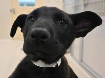 Calzone -  Shepherd and Mixed Breed Dog Available for Adoption in Portland, Oregon - Calzone | PetCurious