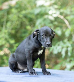 Noah -  Black Labrador Retriever Dog for Adoption in Lucedale, Mississippi - Noah | PetCurious