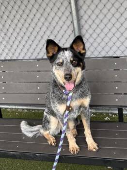 Miley -  Australian Cattle Dog Blue Heeler and Mixed Breed Dog for Adoption in Fishers, Indiana - Miley | PetCurious
