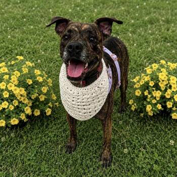 Sadie -  Mixed Breed Dog for Adoption in Effingham, Illinois - Sadie | PetCurious