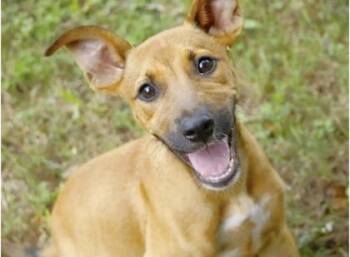 Juneau - P -  German Shepherd Dog and Mixed Breed Dog for Adoption in Daytona Beach, Florida - Juneau - P | PetCurious