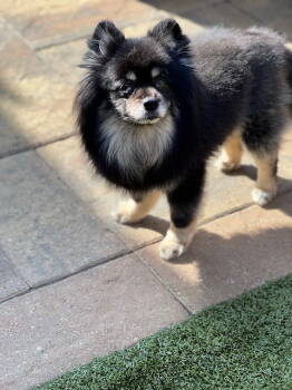 Rescue Pomeranian Dogs for Adoption in Milton, Georgia - Lex Man | PetCurious