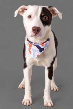 Pilsner -  Australian Shepherd Dog for Adoption in Plaquemine, Louisiana - Pilsner | PetCurious