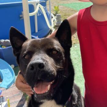 Labrador Retriever and Staffordshire Bull Terrier Dogs Available for Adoption in Arvada, Colorado - Rudy | PetCurious