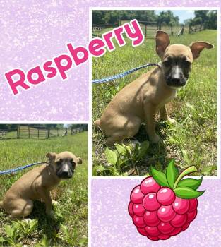 Rescue Shepherd and Boxer Dogs for Adoption in Ringwood, New Jersey - Raspberry | PetCurious
