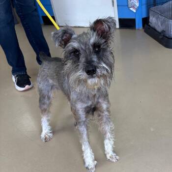 Schnauzer Dogs Available for Adoption - Wrigley - Chino Hills Location | PetCurious