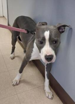 PEBBLE -  Pit Bull Terrier and Mixed Breed Dog for Adoption in Killeen, Texas - PEBBLE | PetCurious