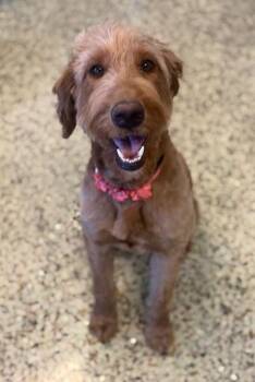 Golden Retriever and Poodle Dogs Available for Adoption in Riverside, California - CODA | PetCurious