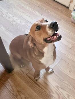 Basset Hound and Beagle Dogs Available for Adoption in Millerstown, Pennsylvania - GINGER | PetCurious