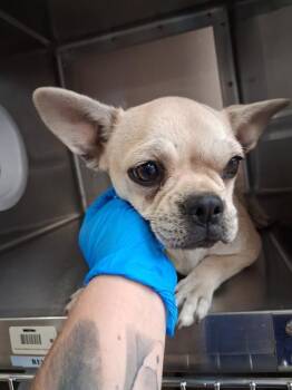 A273455 -  French Bulldog and Pug Dog for Adoption in Chula Vista, California - A273455 | PetCurious
