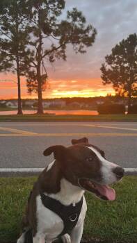 Jake -  Hound Dog for Adoption in Azalea Park, Florida - Jake | PetCurious
