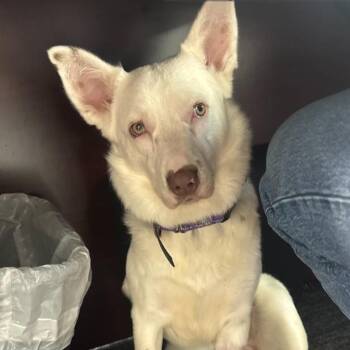 Australian Cattle Dog Blue Heeler Dogs Available for Adoption in Fayetteville, Arkansas - Flint | PetCurious