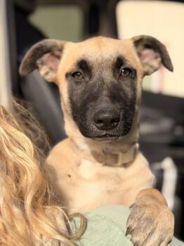 German Shepherd Dog and Labrador Retriever Dogs Available for Adoption in Pleasant Hill, California - Sweets | PetCurious