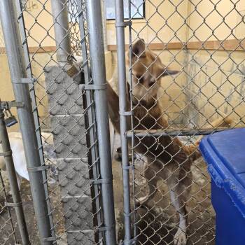 Alaskan Malamute and German Shepherd Dog Dogs Available for Adoption in Oakville, Washington - Cyrus | PetCurious