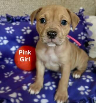 Pit Bull Terrier Dogs Available for Adoption in Buffalo, New York - Baby Girls   (Yellow, Pink) | PetCurious