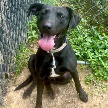 Labrador Retriever and Mixed Breed Dogs Available for Adoption in Marshall, Texas - Willow | PetCurious