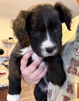 Mixed Breed Dogs Available for Adoption - Sadie | PetCurious