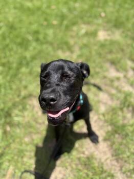 Winslow -  Black Labrador Retriever Dog for Adoption in Winnsboro, South Carolina - Winslow | PetCurious