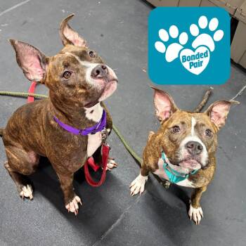Dorothy -  Mixed Breed Dog for Adoption in Mentor, Ohio - Dorothy | PetCurious