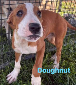 Doughnut -  Boxer Dog for Adoption in Munfordville, Kentucky - Doughnut | PetCurious