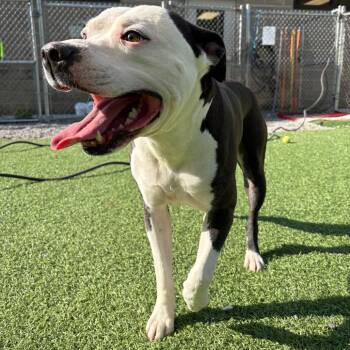 Mixed Breed Dogs Available for Adoption in Batavia, Ohio - Moe | PetCurious