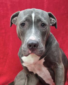 Rescue Pit Bull Terrier Dogs for Adoption in Frankfort, Indiana - Blue | PetCurious