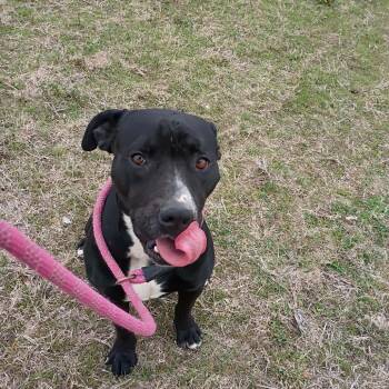 English Bulldog Dogs Available for Adoption in Duncan, Oklahoma - Raider | PetCurious