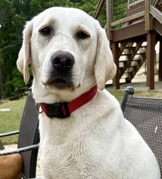 Yellow Labrador Retriever Dogs Available for Adoption in Milton, Georgia - Spring Daisy | PetCurious